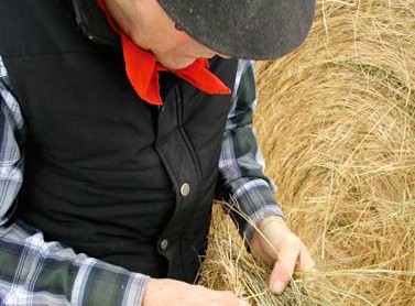 Cattle producer inspecting hay by hand