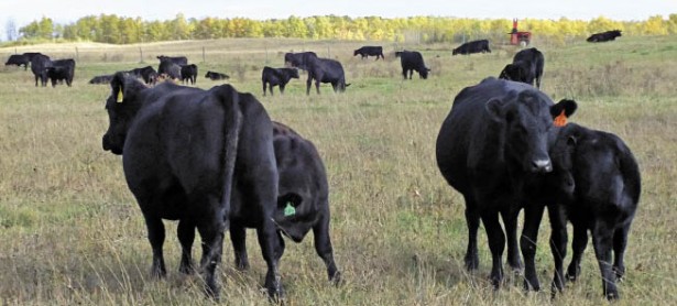 black cattle in a pasture