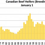 Canadian beef heifer chart