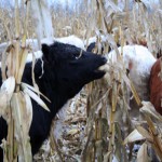 cattle grazing winter corn
