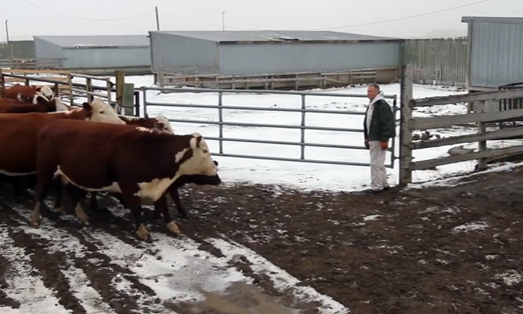 Video: Sorting cow-calf pairs