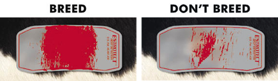 cattle breeding patches