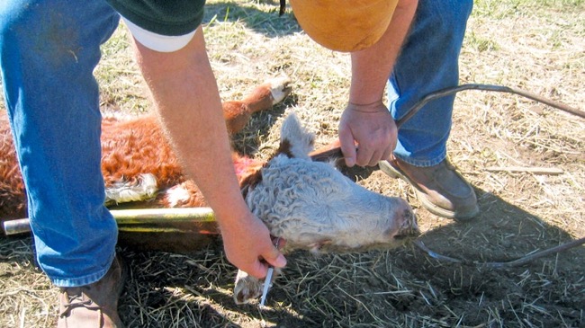 calf being treated with an injection