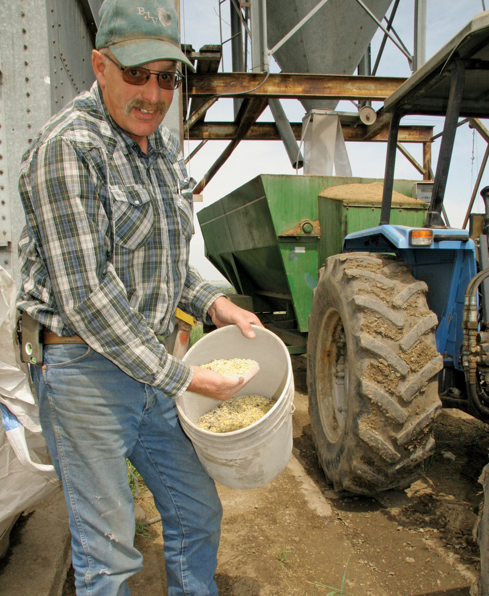 Why fababeans? "I wanted something different in the rotation because I was tired of peas laying on the ground." – Harvey Brink, rancher, Bentley, Alta.