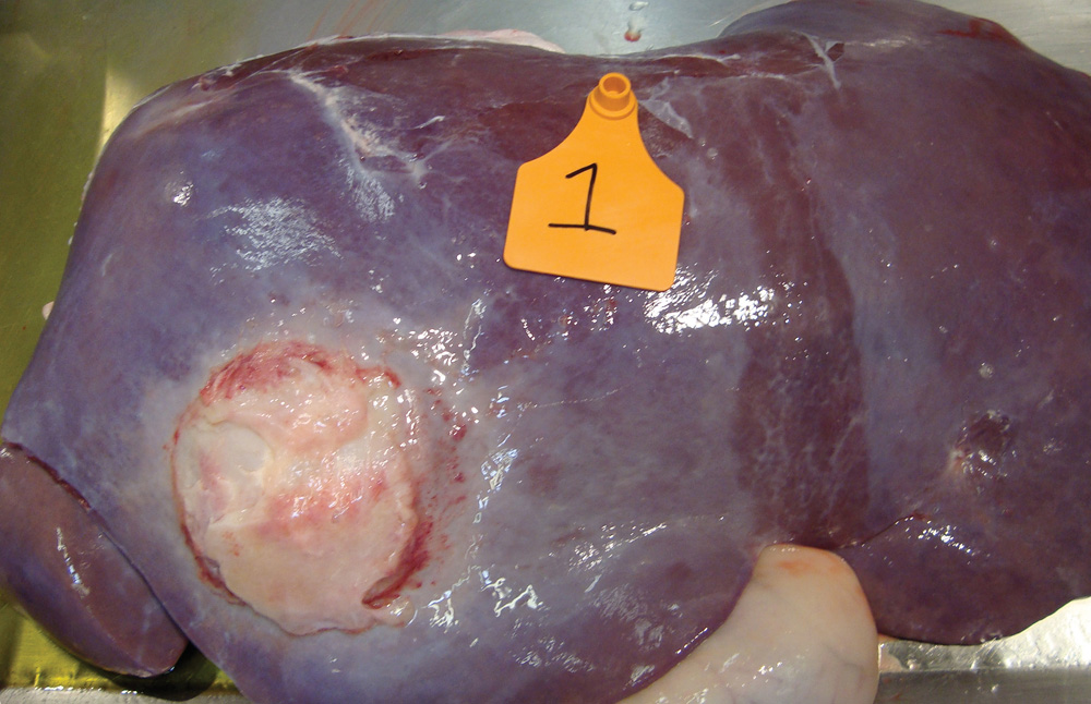 This A+ category liver would be condemned; grade A livers with smaller abscesses go for pet food.
