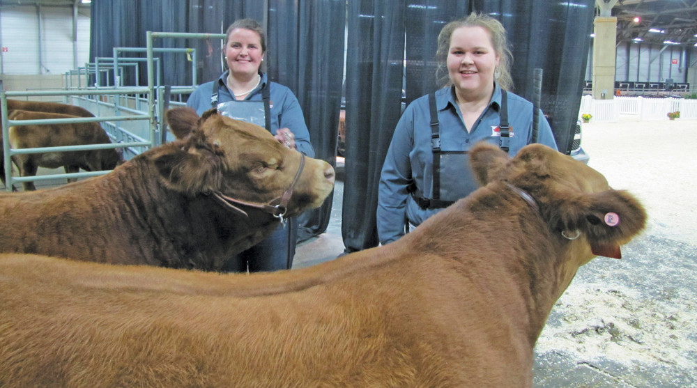 Limousin Aussie juniors