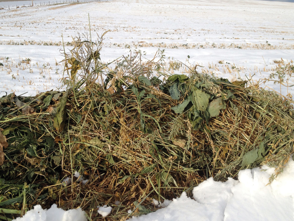 A brassica-cereal swath.