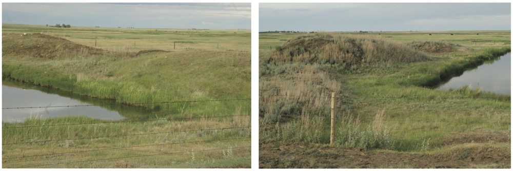 Mounds on one side of this pond (left) were sprayed in 2014 with Restore II, the other side went unsprayed.