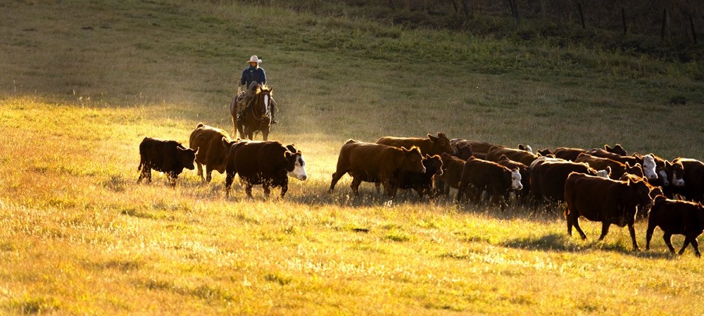 cattle-herding-6fp3472-CanadaBeefInc