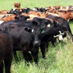Herd of cows.