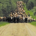 A horseless cattle drive.