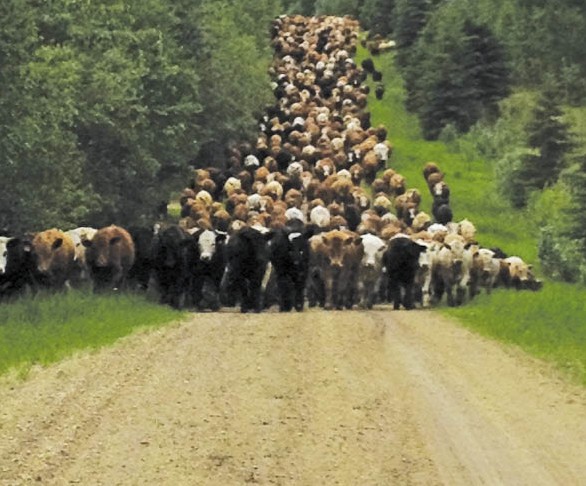 A horseless cattle drive.