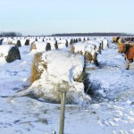 Tkachyk bale grazes older pastures the winter before he breaks them.