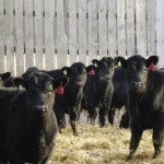 Revisiting feeder and breeder co-ops