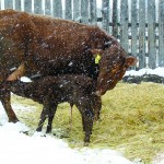 A clean environment can help calves resist disease even when they are stressed by cold weather.