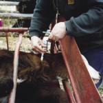 Calfhood Vaccinations