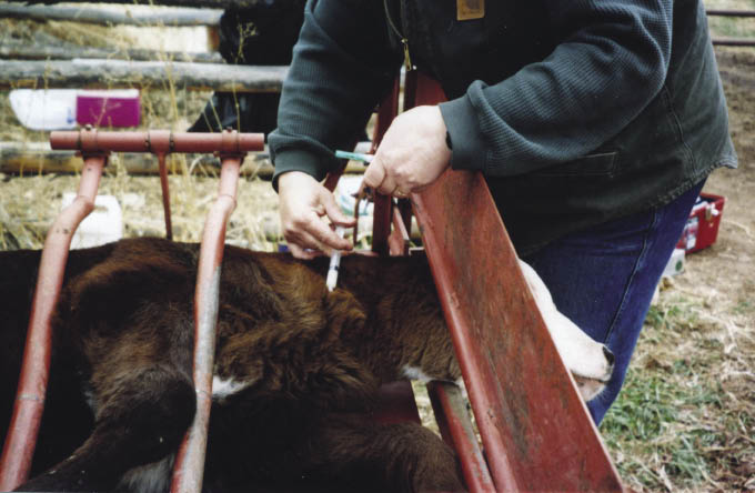 Calfhood Vaccinations