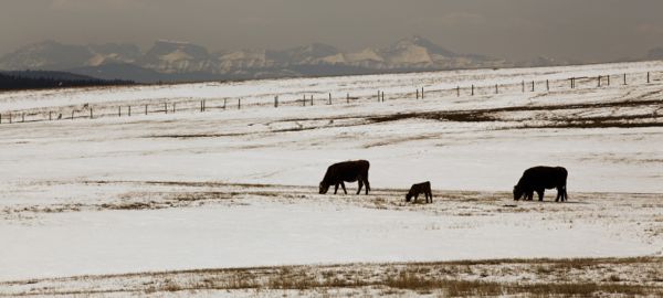 Calving Tips and Tales