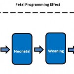 Schematic of the Principle of Fetal Programming