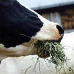 Cow chewing hay.