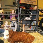 Calf in a pen with schoolchildren looking on.