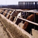 It's a good practice to review your feeding programs well before calving season to make sure your cattle are getting optimum nutrition.
