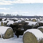 Cows and hay bales in a winter field.
