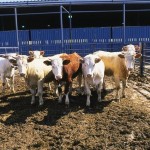 Cattle in a livestock pen.