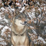 Wolf sitting in the snow by trees.