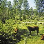 Cattle grazing.