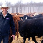 Man standing beside cattle.