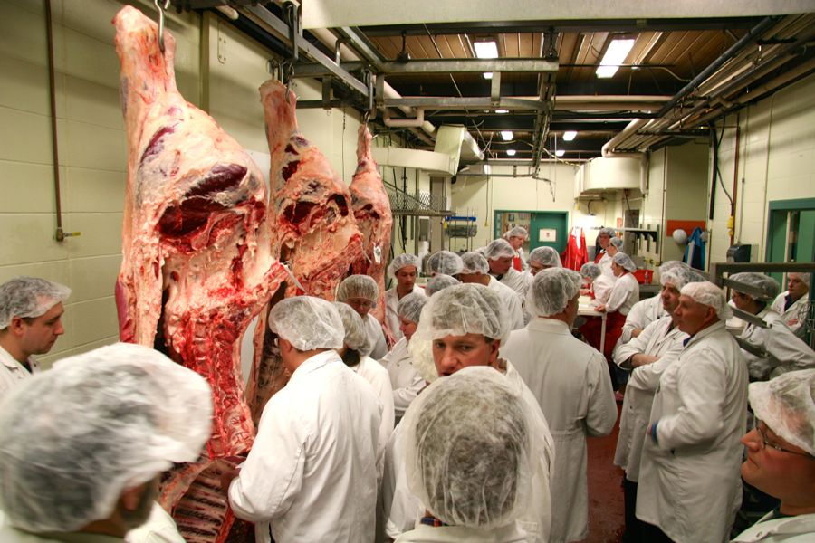 Students inspecting a beef carcass.