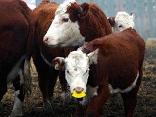 Calf and mother in paddock