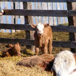 Ask for a VBP pocket record book, a great tool to capture important information at calving time.