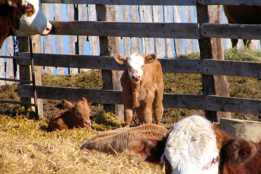 Cows and calves in a fenced pen.