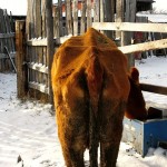 Cow with Johne's disease.