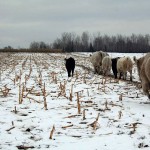 Cows grazing winter corn stalks