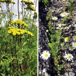 Persistence is needed to control common tansy (l) and scentless chamomile.