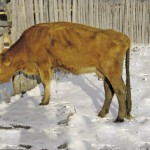 cow with Johne's Disease