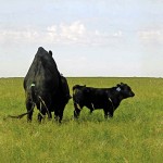bull mounting a cow