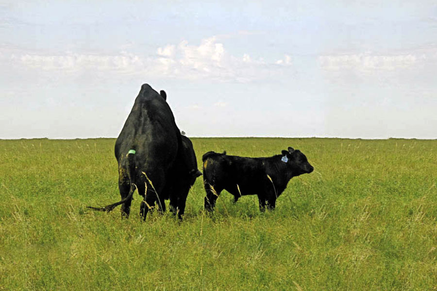 bull mounting a cow