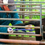 inserting an AI device into a heifer