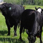 black bulls