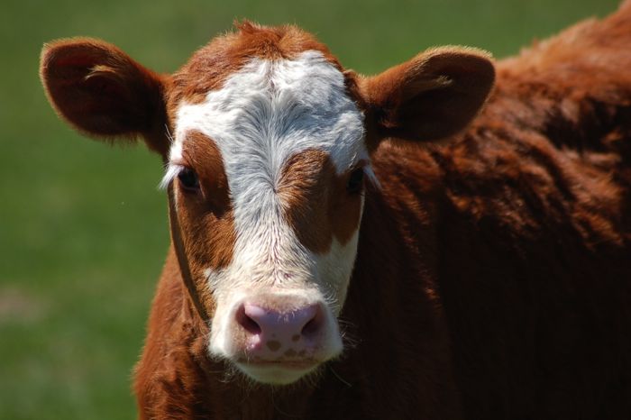 May calving bull turnout is Aug. 1
