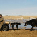Calf carrier