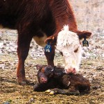 Long winters: a tipping point in calf health