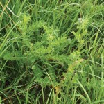 Canada thistle isn’t a weed, it’s a plant that pops up to cover bare spots in overgrazed pastures.