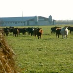 When will cow-calf producers stop shrinking?