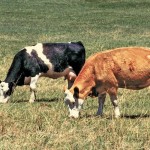 Planned grazing makes for healthier pastures