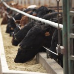 Feed grain price outlook: Expect high cost of gain on Prairies